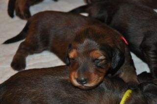 Jamniki d�ugow�ose